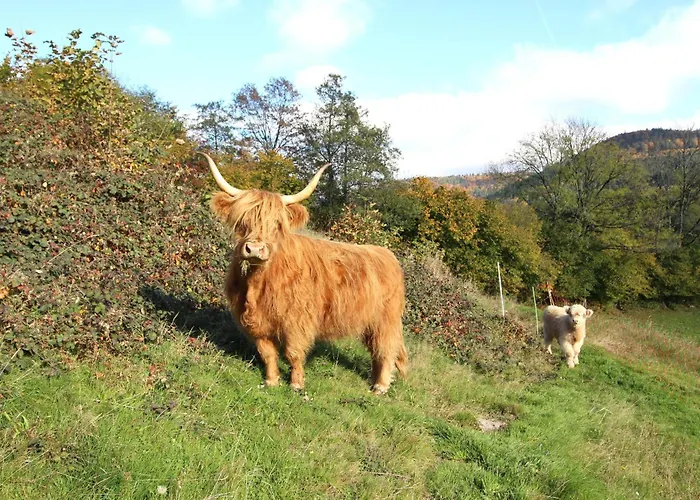 Gentiane * La Bresse